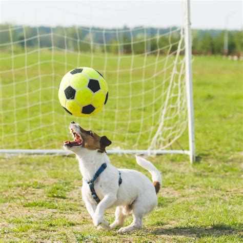 Download Funny Dog Playing Football Picture | Wallpapers.com