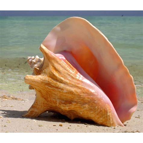 Coconut Beech Caribbean Pink Conch Shell | Sea shells, Shells, Conch shell