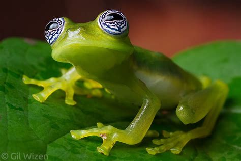 Ghost glass frog (Sachatamia ilex). Limón Province, Costa Rica | Glass ...