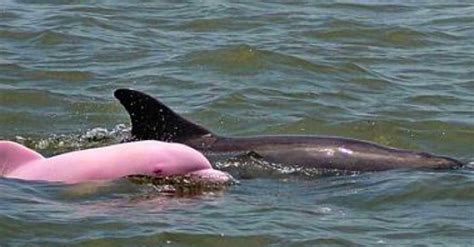 Amazing Pink Dolphin Spotted in Louisiana