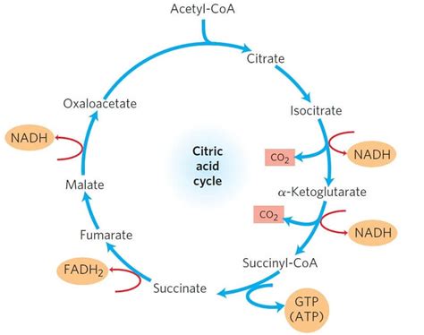 Krebs cycle / Citric acid cycle / TCA Cycle with steps and diagram (2022)