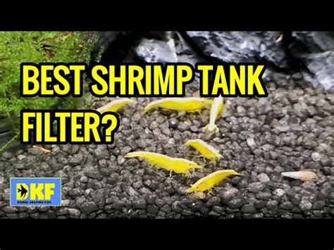 Which Filter Is Good For Shrimp Tanks? {Which Filters Should I Avoid?}