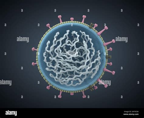 spherical virus structure. 3d virus illustration with body cut and ...