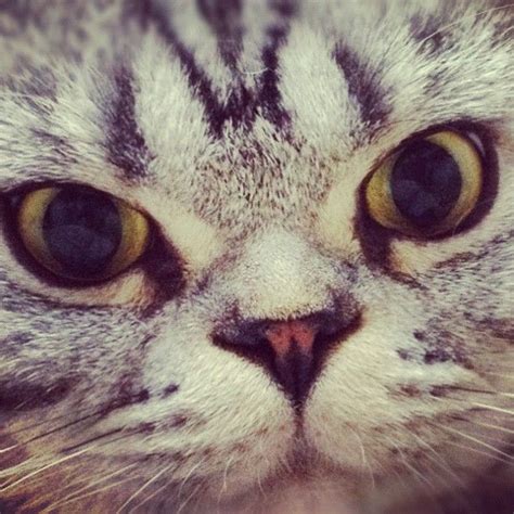 Meet Shishi-Maru, a new internet sensation (25 pics) | Amazing Creatures