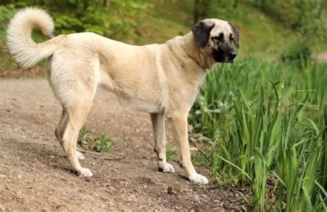 Kangal Shepherd Dog [Ultimate Guide: Health, Personality & More]