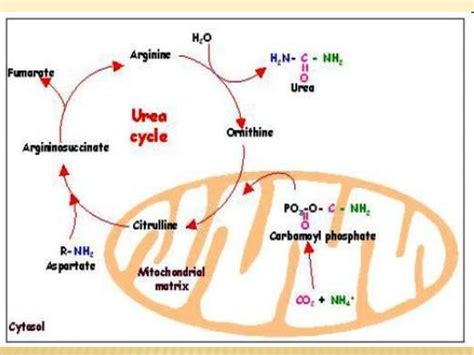 amudu: The urea cycle (also known as the ornithine cycle)