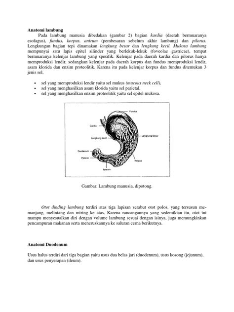 anatomi lambung