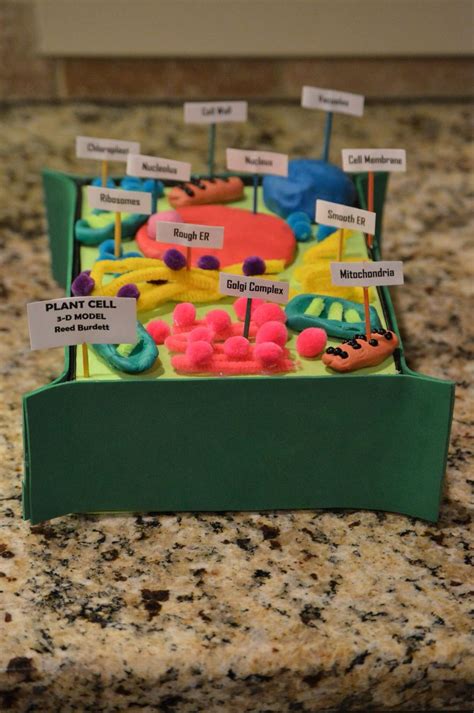 Cell Model Science Project