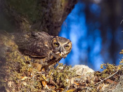 Great Horned Owl Bird Facts (Bubo virginianus) | Birdfact