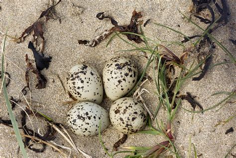 Ringed plover eggs - Stock Image - C022/3518 - Science Photo Library