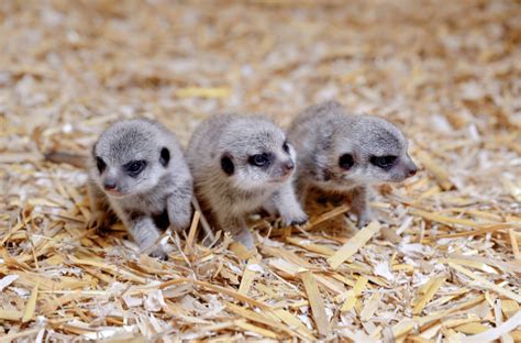 Meerkat - ZooBorns