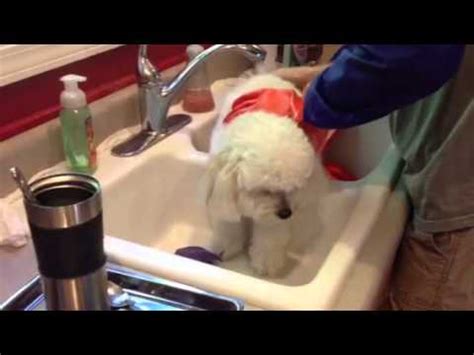 Shasta Dingleberry Removal Surgery - YouTube