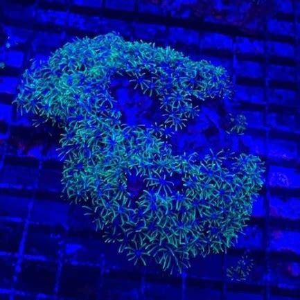 Green Star Polyps Coral - Tropical Live Fish Store