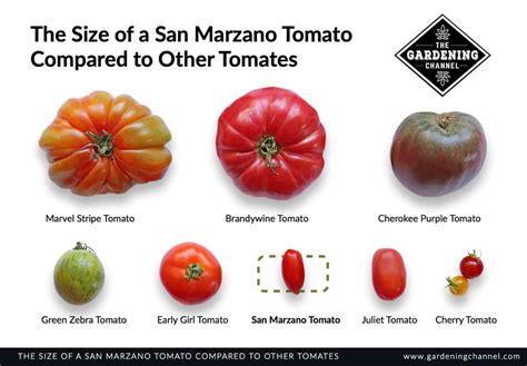 San‌ ‌Marzano‌ ‌Tomatoes:‌ ‌Are‌ ‌they‌ ‌worth‌ ‌the‌ ‌Hype?
