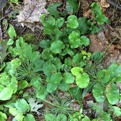 Mayflower: A Herald of Spring and Our State Flower | Grow Native Massachusetts