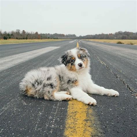 blue merle Australian Shepherd puppy | Puppies, Cute baby dogs, Shepherd puppies