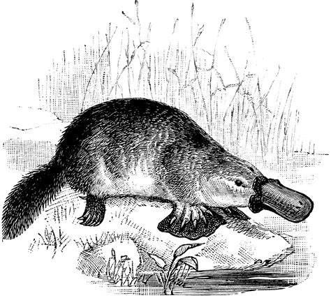 Platypus | ClipArt ETC