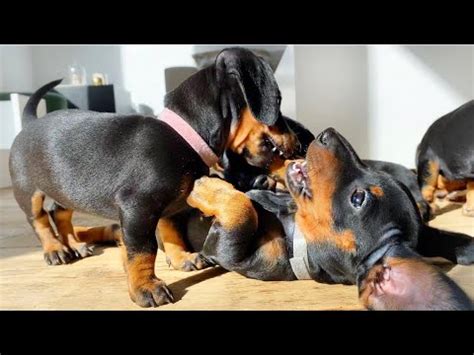 6 playing dachshund puppies - YouTube