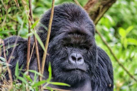 Amid the Gorillas of the Albertine Rift: A 10-Day Trek in East Africa - InsideHook