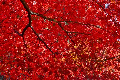 15 Varieties of Japanese Maple Trees With Colorful Foliage
