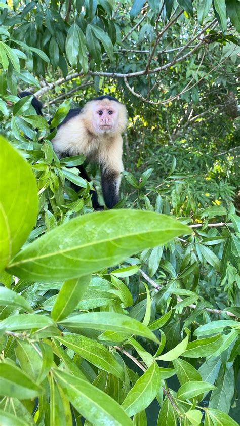 Visiting Monkey Island in Panama - Scenic Sites