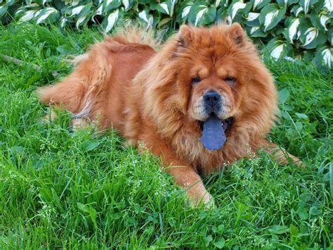 20 Chow Chow Mixed Breeds: Distinguished Doggos