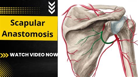 scapular Anastomosis | Anastomosis around scapula | Anatomy | upper ...