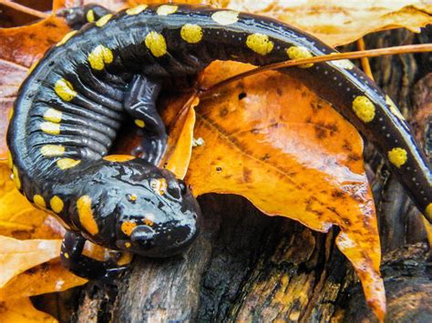 Yellow-Spotted Salamander | High-Quality Animal Stock Photos ~ Creative Market