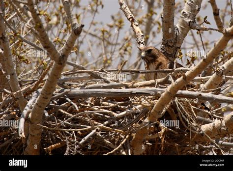 RF? A Red-tailed Hawk on its nest Stock Photo - Alamy