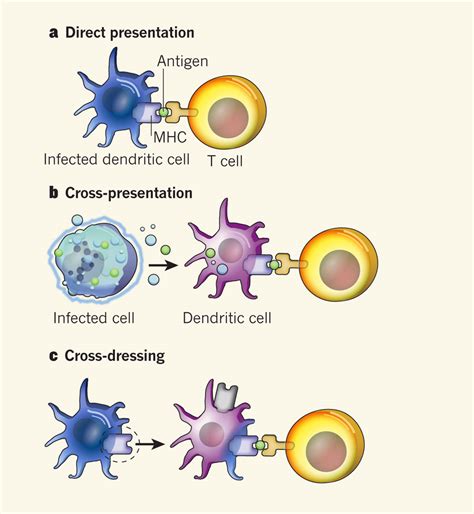 antigen presenting cell such as a dendritic cell : Biological Science Picture Directory ...