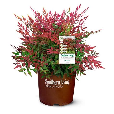 SOUTHERN LIVING 2 Gal. Obsession Nandina Shrub with Bright Red Foliage 14404 - The Home Depot