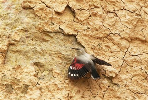 Details : Wallcreeper - BirdGuides