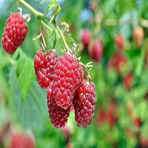 The Top 13 Raspberry Varieties to Grow in Zones 3-9 | Gardener’s Path