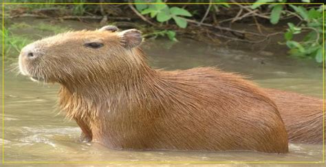 Capybara communication Archives - Capybaratips.com