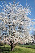 Wild Cherry Tree - Tree Nursery UK