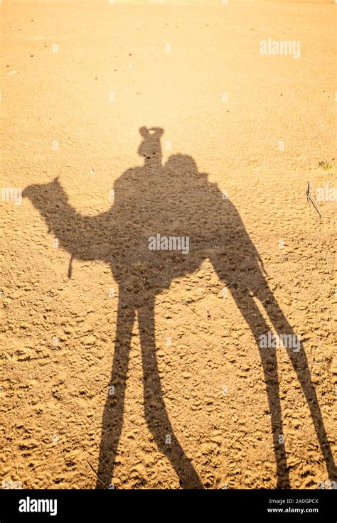 Camel shadow desert hi-res stock photography and images - Alamy