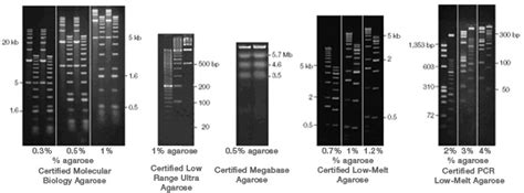 2 Percent Agarose Gel Recipe - Home Alqu