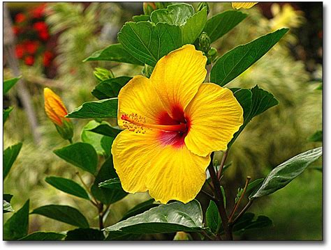 tropical flowers | HAWAIIAN FLOWERS NAMES - FLOWERS NAMES | HAWAIIAN ...