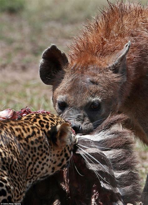 Hungry leopard has to fight off hyena determined to steal its zebra meal | Daily Mail Online