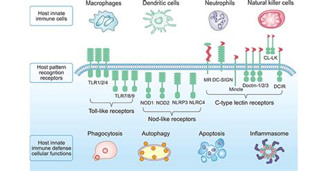 What are Pattern Recognition Receptors- CUSABIO