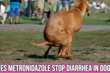 metronidazole for dogs - Antibiotics for Dogs