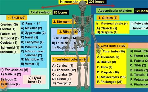 Complete List of 206 Bones In the Human Body/PDF 2025