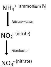 Difference Between Nitrification and Denitrification (with Comparison ...