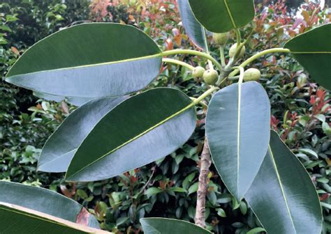 Moreton Bay Fig - Ficus macrophylla - Trees by Plant Native!