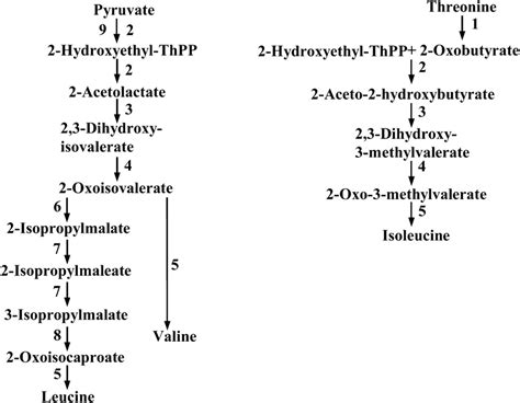 Biosynthetic pathways of valine, leucine, and isoleucine in plants: (1)... | Download Scientific ...