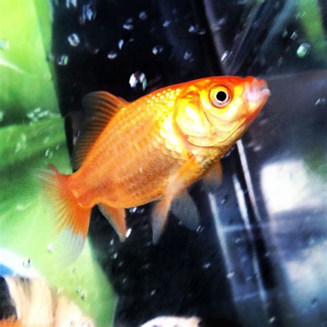 Orange | Fish pet, Pets, Animals