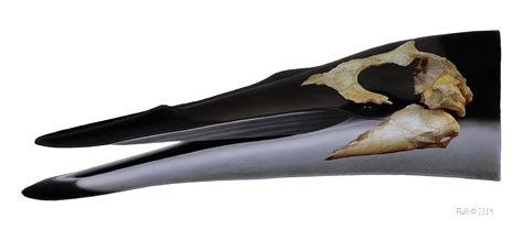 Tohoraata: primitive baleen whales (Eomysticetidae) from the Oligocene ...