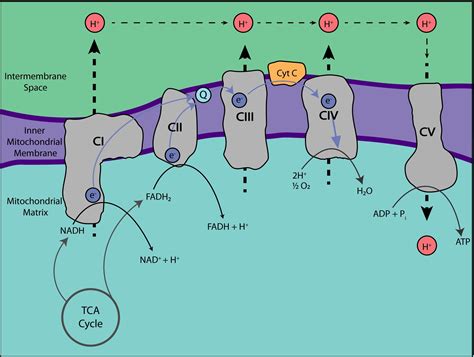 Laboratory of Oxidative Phosphorylation