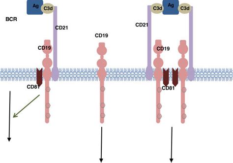 CD19 associated signaling complex. Antigen-C3d complexes can engage the... | Download Scientific ...