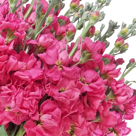 Stock Hot Pink Flowers Pack 80 Stems -EbloomsDirect – Eblooms Farm ...